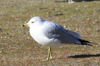 Gull on the beach at the Forebay