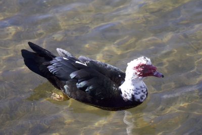 Muscovey Duck