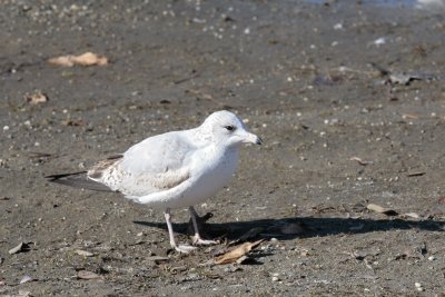 Another gull at the Forebay