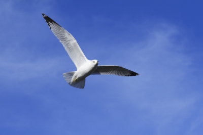 Gull on the Wing I