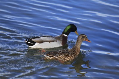 Mallard Pair