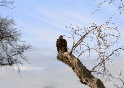 Another Vulture Shot