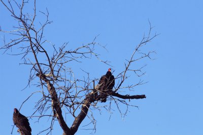 Two Vultures