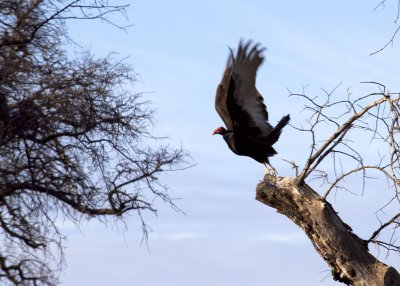 Vulture Lift-Off