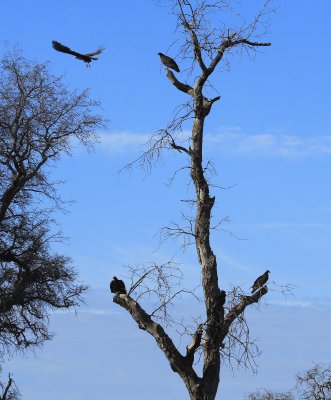 Vulture Tree