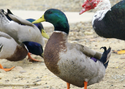 Cropped 100-400 Duck Shot