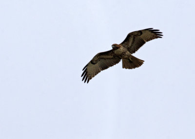 More than likely a Red-Tail