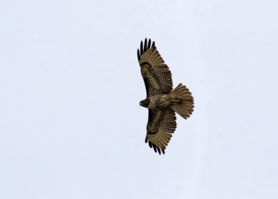 Probable Red-Tail