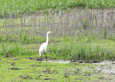 Egret