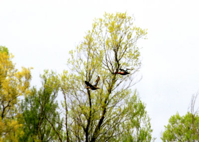 A pair of Wood Ducks on the wing