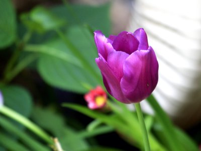 First Tulips of the Year