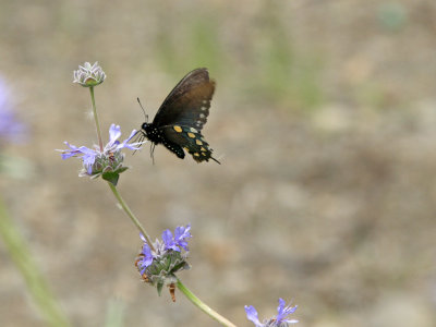 Butterfly at Turtle Bay