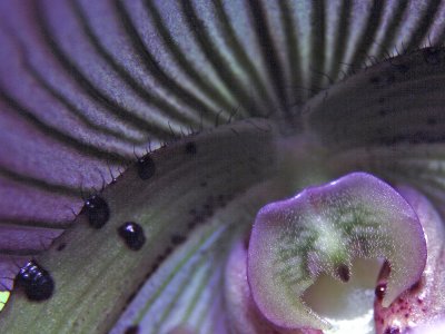 Inside the Lady Slipper