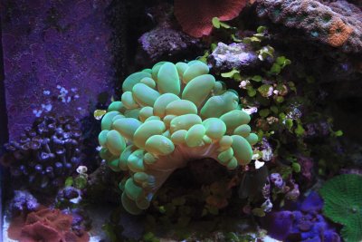 From the big Reef tank