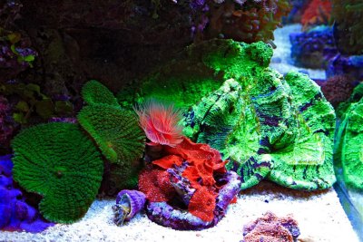 More high color in the Reef tank