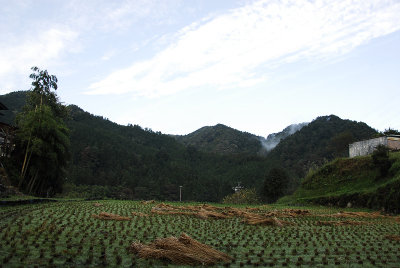 Rice field