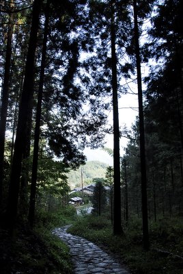 Forest path