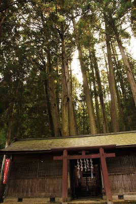 Small shrine, high trees