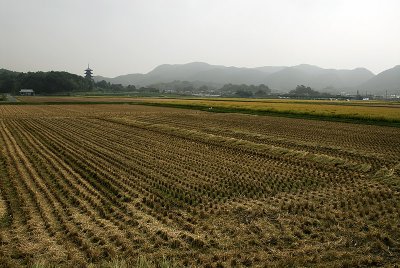 Harvested rice field