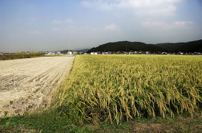 Rice fields