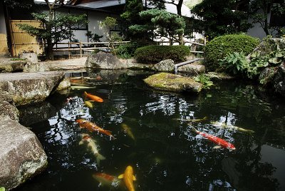 Koi carp