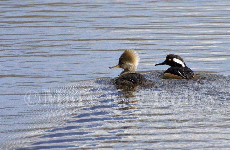 Hooded Merganser _H9G9487.jpg