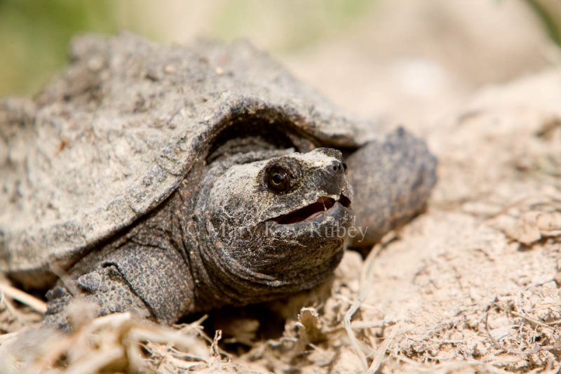 Snapping Turtle juvenile  _MG_3537.jpg