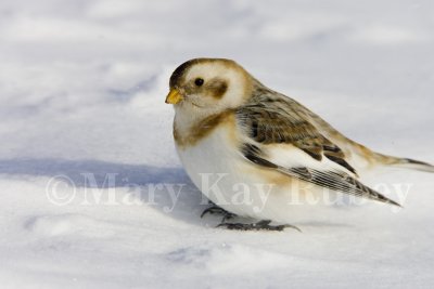 SNOW BUNTINGS (Plectrophenax nivalis)