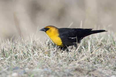 Yellow-headed Blackbird _H9G8702.jpg