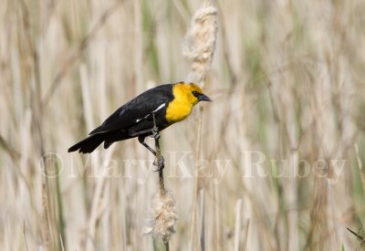 Yellow-headed Blackbird _S9S0091.jpg