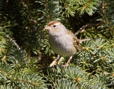 White-crowned Sparrow _H9G2957.jpg