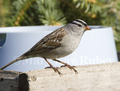 White-crowned Sparrow _H9G2878.jpg