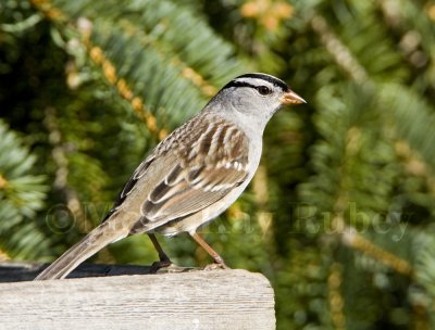 WHITE-CROWNED SPARROWS (Zonotrichia leucophrys)