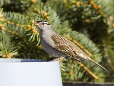 White-crowned Sparrow _H9G2931.jpg