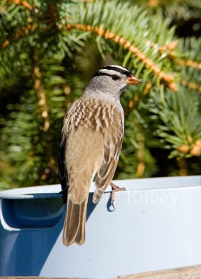 White-crowned Sparrow _H9G2984.jpg