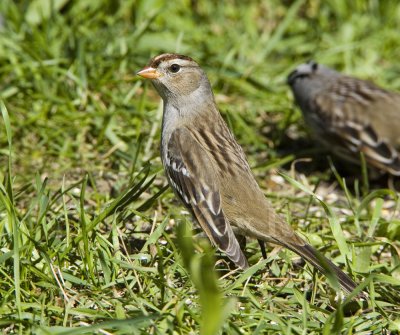 White-crowned Sparrow _H9G3014.jpg