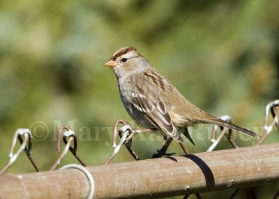 White-crowned Sparrow _H9G3016.jpg