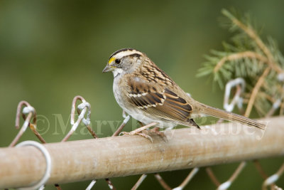 White-throated Sparrow _S9S8546.jpg