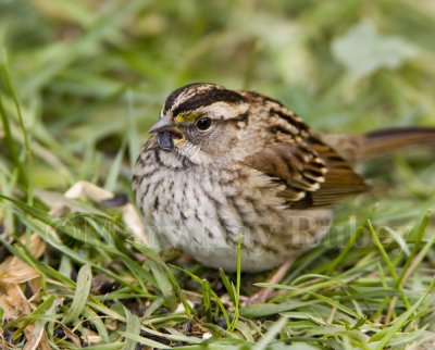 White-throated Sparrow _S9S8862.jpg