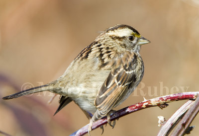 White-throated Sparrow _S9S9380.jpg