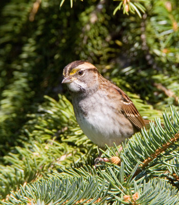 White-throated sparrow _H9G3034.jpg