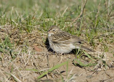 Vesper Sparrow _H9G9524.jpg