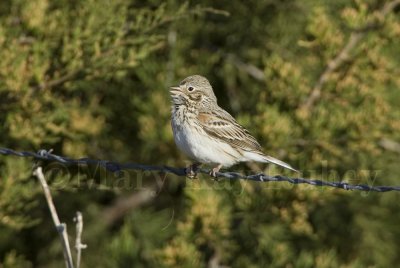 Vesper Sparrow _H9G9543.jpg