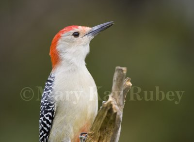 Red-bellied Woodpecker _S9S8540.jpg