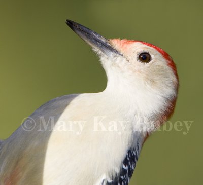 Red-bellied Woodpecker _S9S9004.jpg