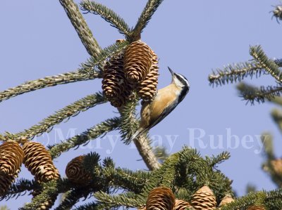 Red-breasted Nuthatch _S9S0924.jpg