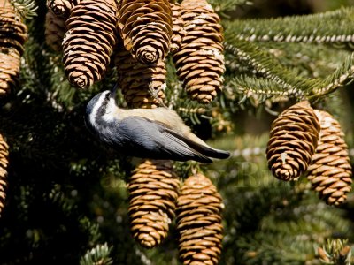 Red-breasted Nuthatch _S9S0932.jpg