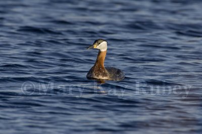 Red-necked Grebe _H9G8451.jpg