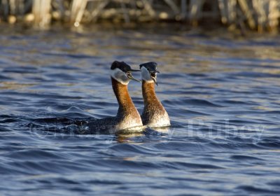 Red-necked Grebe _H9G8460.jpg