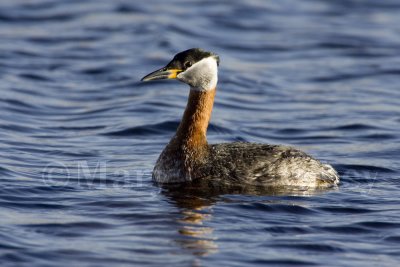 Red-necked Grebe _H9G8637.jpg